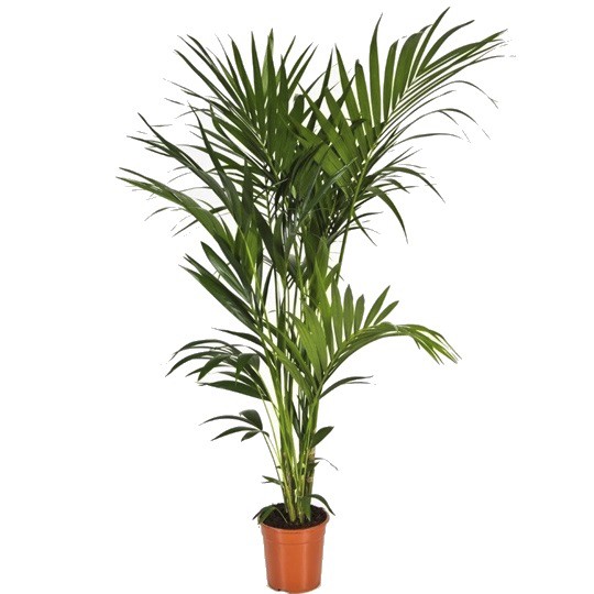 Ховея Форстериана d21 h100 