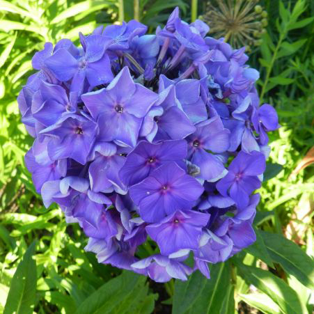 Флокс метельчатый Блю Парадайз v2 Tim 