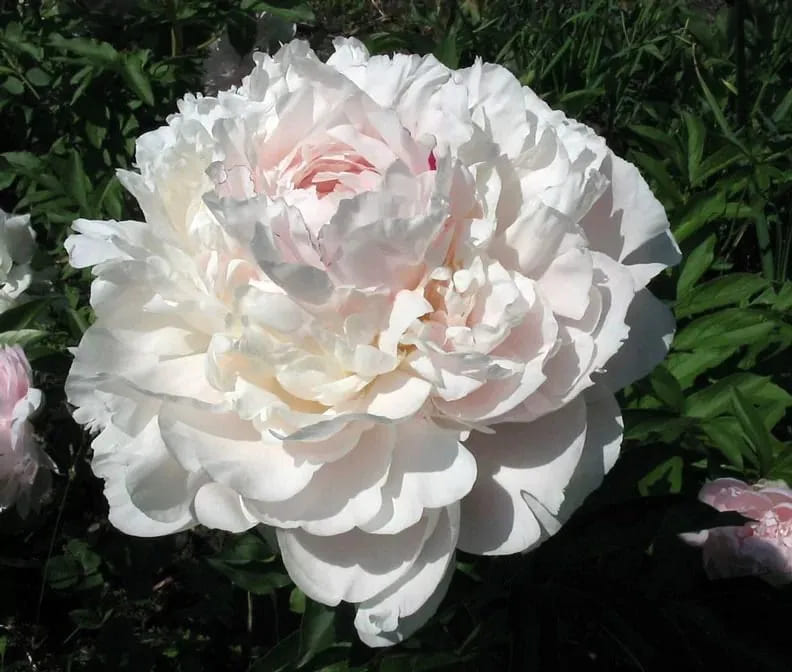 Пион Ник Шейлор v5 Tim 