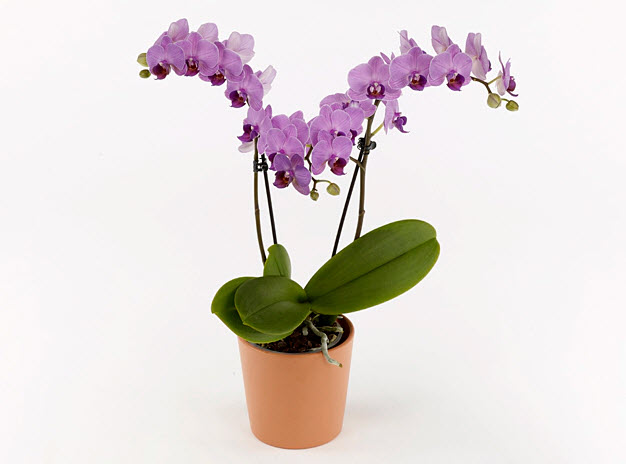 Фаленопсис 2 вет Виолет d9 h40 