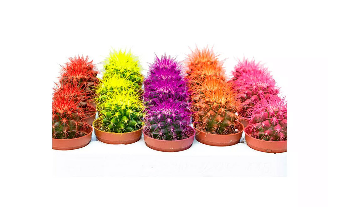 Эхинокактус Рейнбоу микс d10 h15 