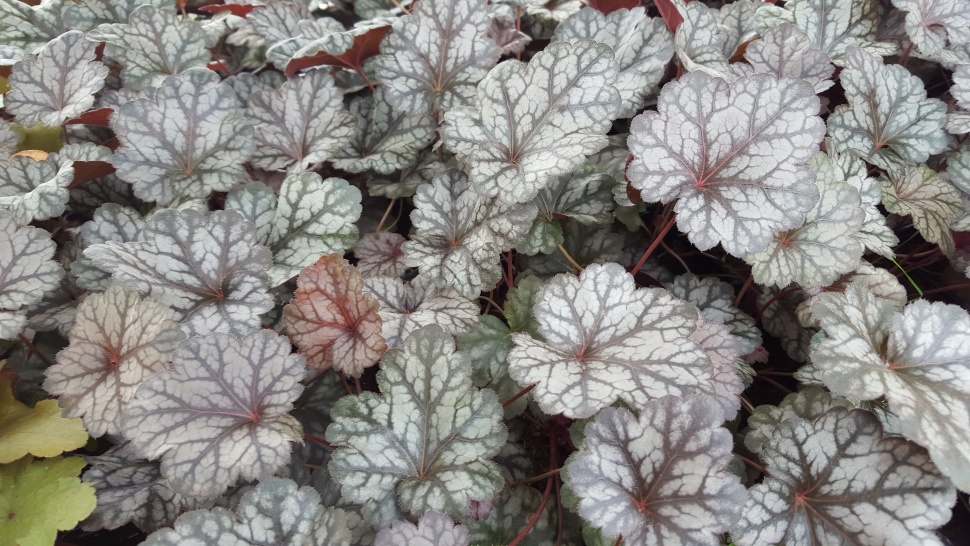 Гейхера Глиттер d12 ХР 