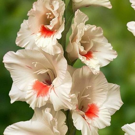 Луковица Гладиолус Аякс 14/16 10шт 