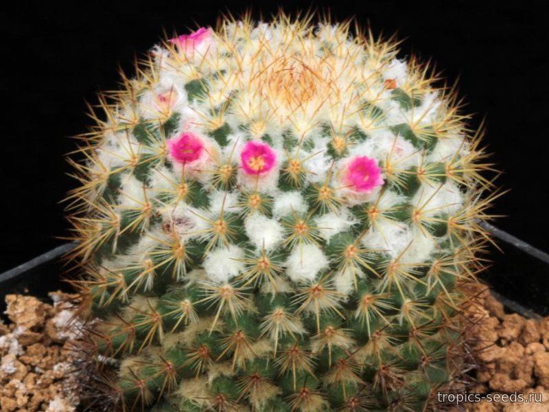 Маммилярия Коломбиана d5 h8 