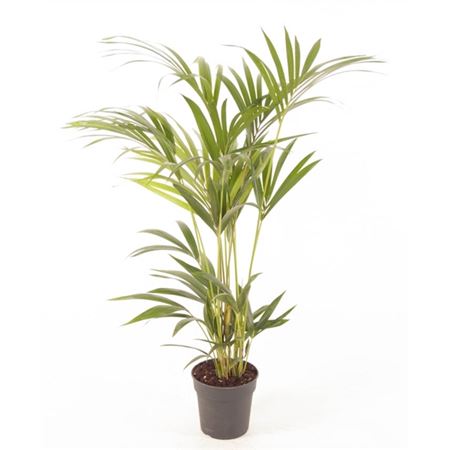 Ховея Форстериана d19 h100 