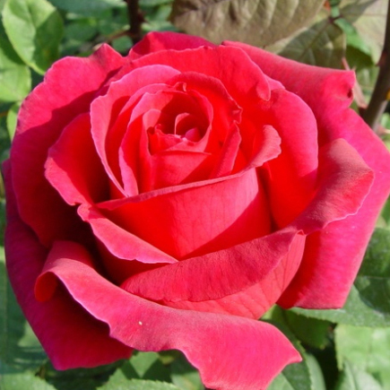 Роза чайно-гибридная Илона v5 Tim 