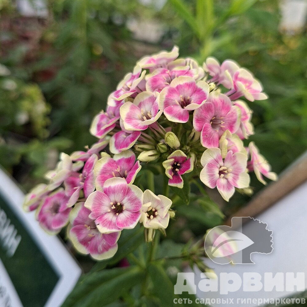 Флокс метельчатый Щербет Бленд v2 Tim 