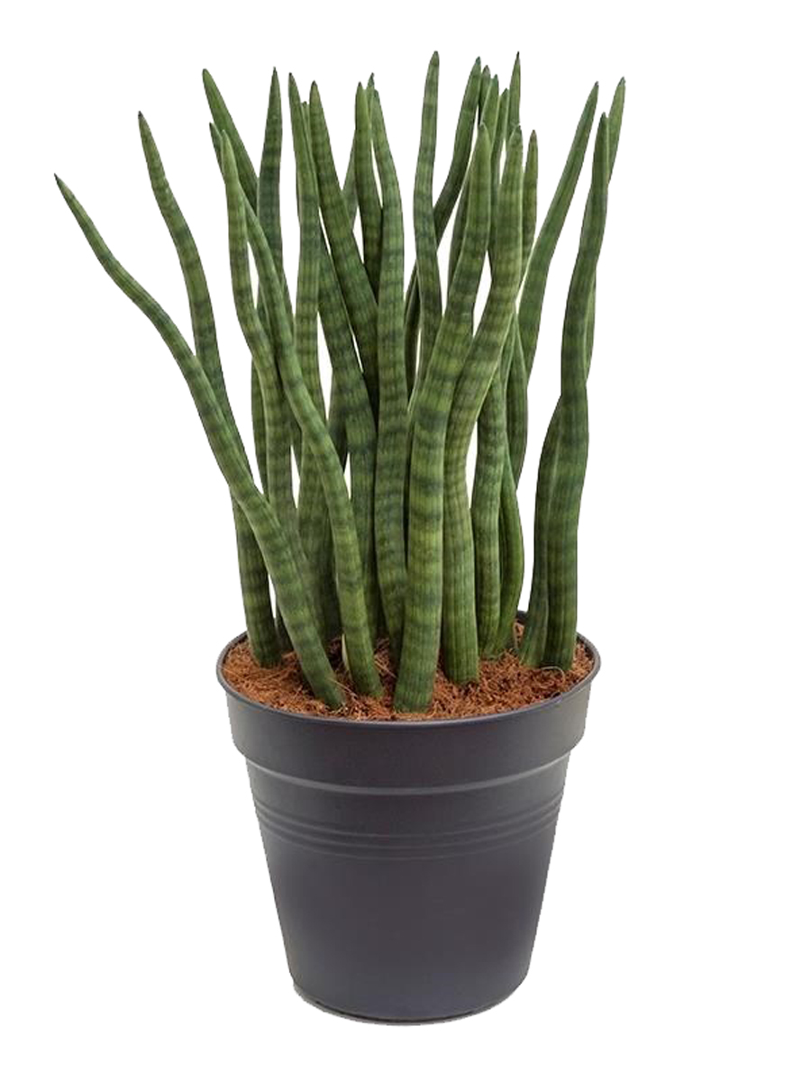 Основное изображение