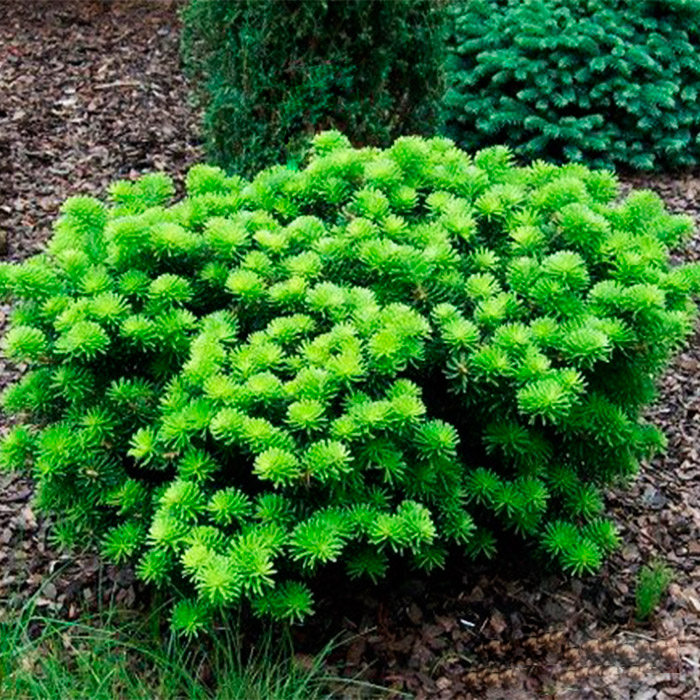 Растение пихта корейская Дарк Хилл C7.5 stam 70 cm Mt 