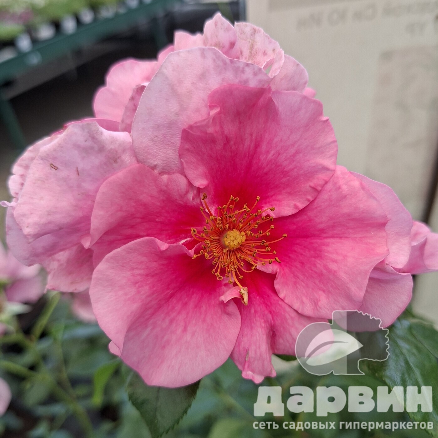 Роза гибрид р. персидской Си Ю Ин Пинк C7 YP 