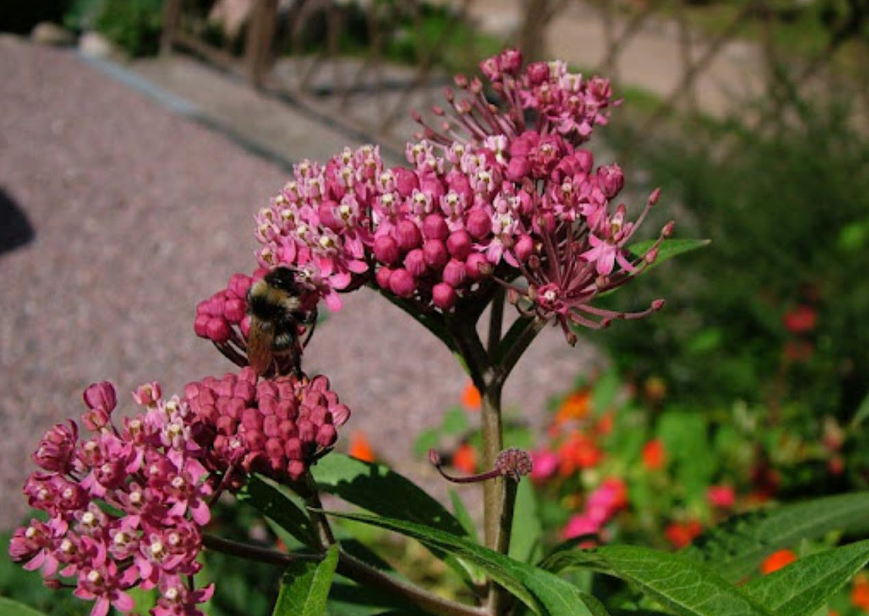 Ваточник p9 Push 