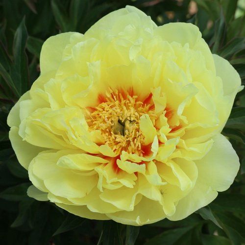 Пион ито-гибрид Еллоу Ватерлили v7 Tim 