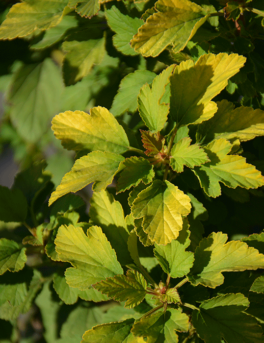 Пузыреплодник калинолистный Тайни Вайн Голд C7.5, 30-40см YP 