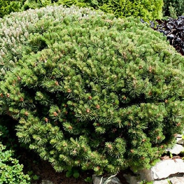 Сосна горная Лилипут v5 25-30 