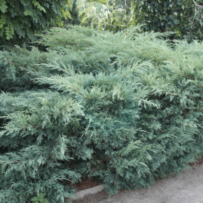 Можжевельник виргинский Хетц v2 Lav по цене  Можжевельник виргинский Хетц v2 Lav