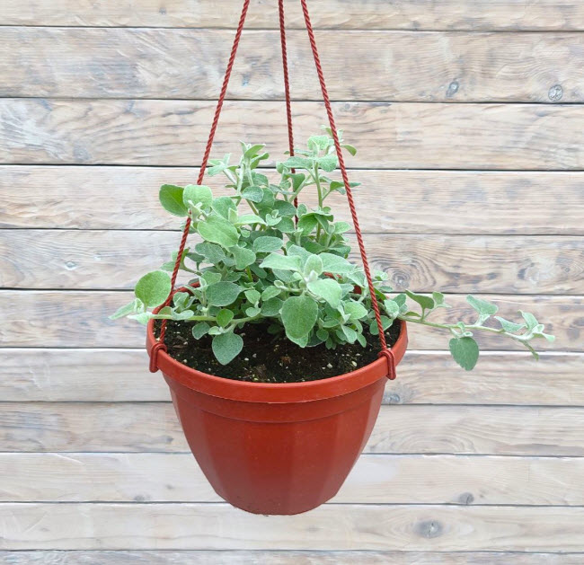 Гелихризум кашпо d23 ХР 