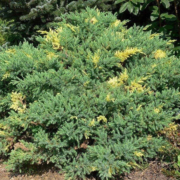 Можжевельник китайский Экспанза Ауреаспиката v10 40-60 