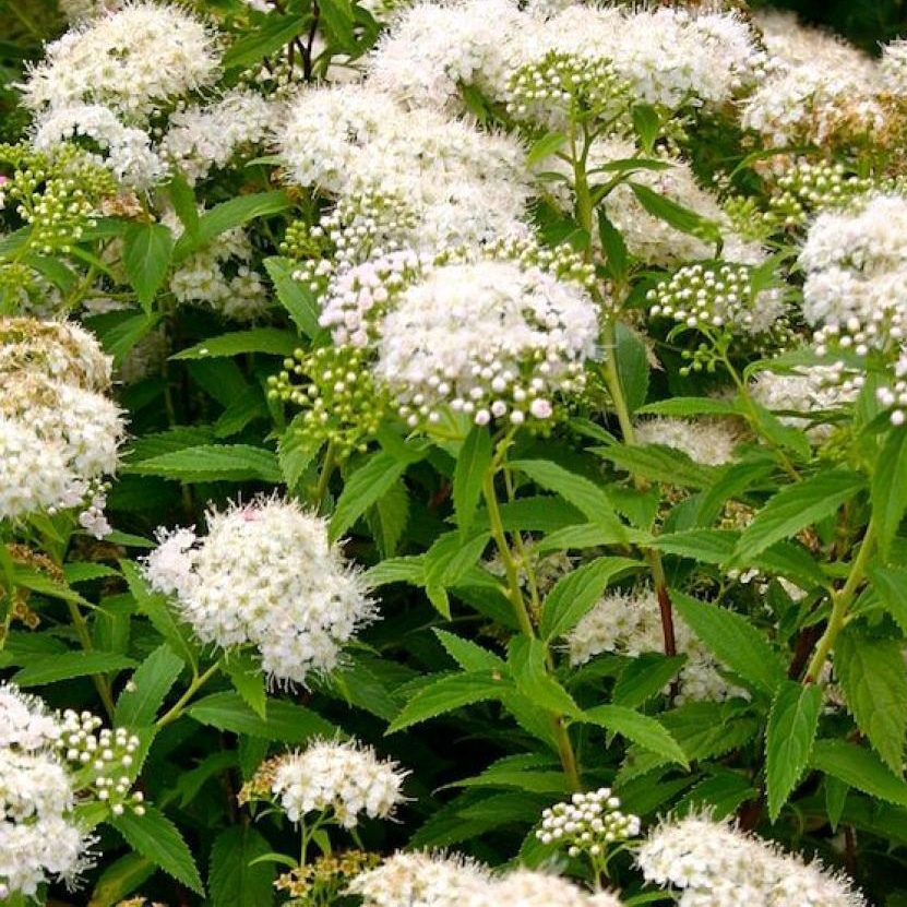 Спирея японская Альбифлора с5 