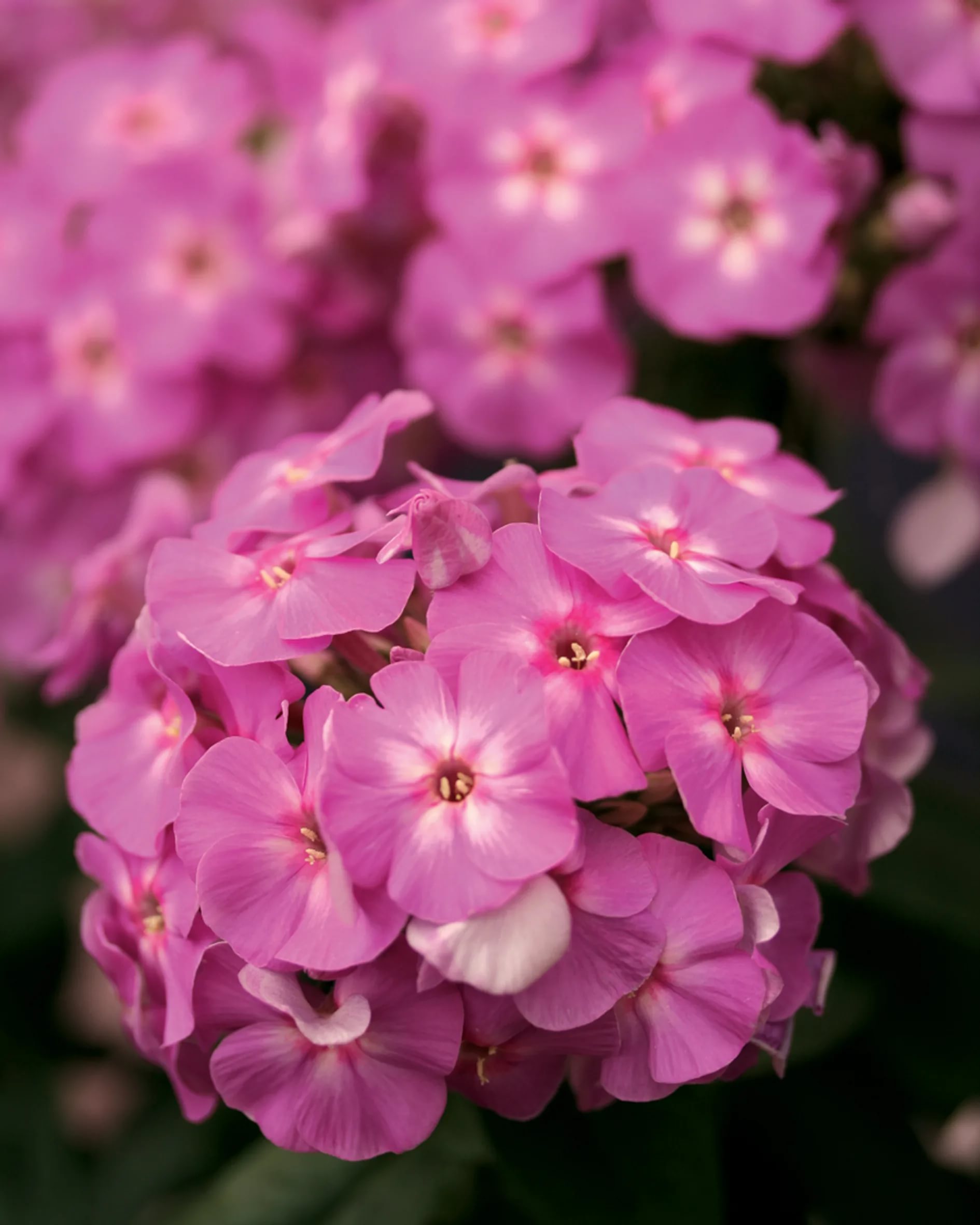 Флокс метельчатый Флэйм Лайлак d10 Lav 