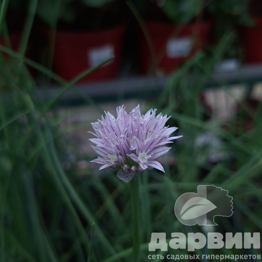 Лук скорода v2 Tim 