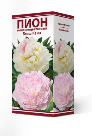 Пион молочноцветковый Блаш Квин 2-3 1шт Поиск 