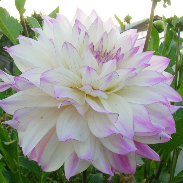 Клубень Георгина Фернклиф Илюжн, 1шт/уп 