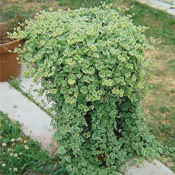 Будра ампельная плющевидная Вариегата D23 ПВ 