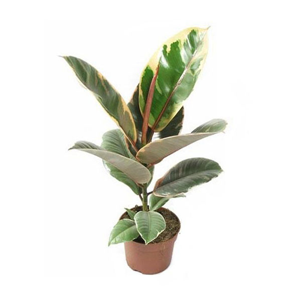 Фикус эластика Белизе d14 h40 