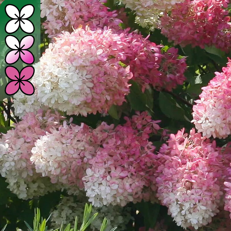 Гортензия метельчатая Долли v3 Lav 