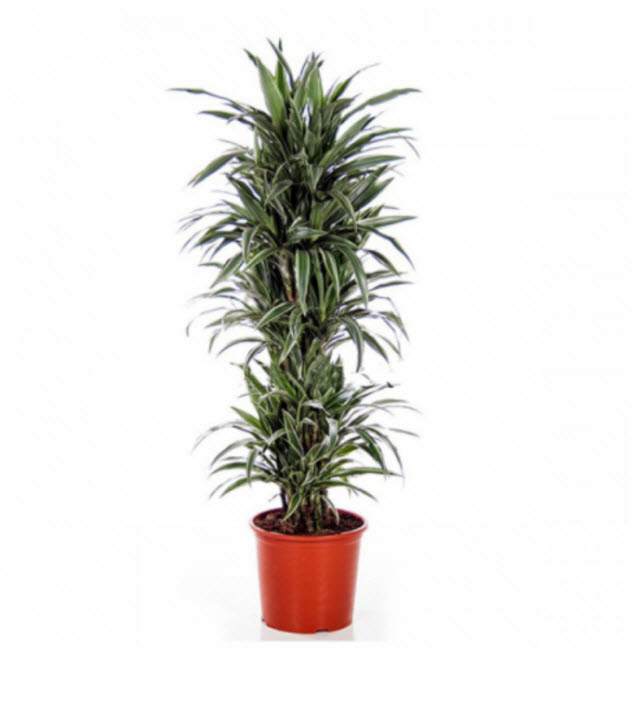 Драцена Варнески бранч d24 h90 