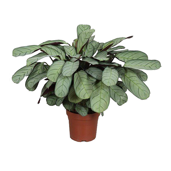 Ктенанта Амагрис d12 h20 