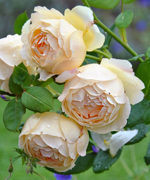 Роза парковая Френч Брекфаст v5 ЦО 