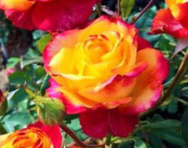 Роза Циркус в коробке АФ 