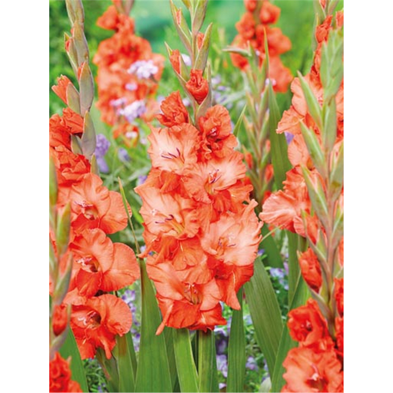 Луковица Гладиолус Флэйминг Сансет 12/14 10шт 