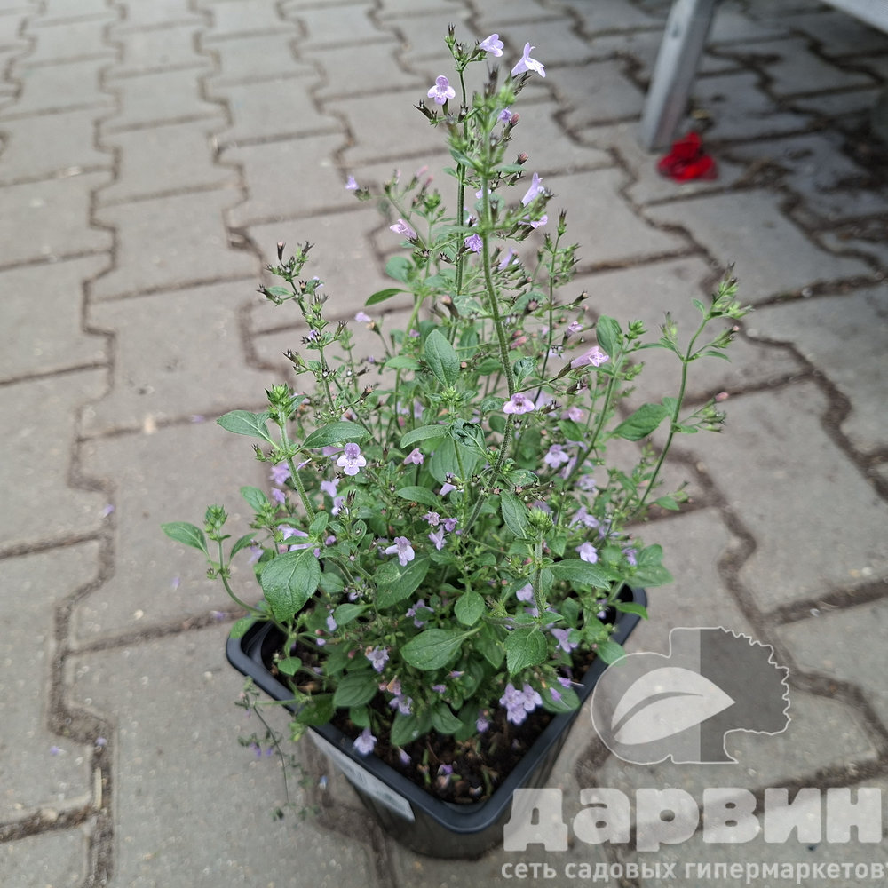 Душевик котовниковый Марвелетт Блю v2 Tim 