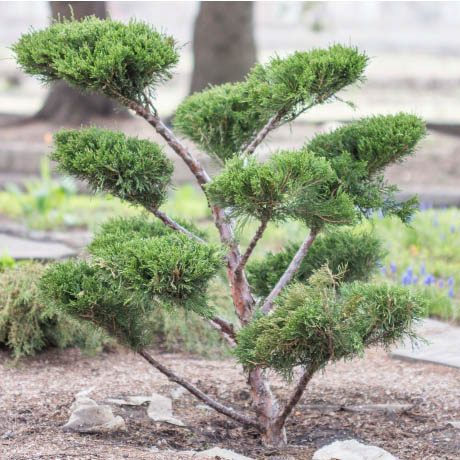 Растение можжевельник средний Mint Julep бонсай 25-50/125-150, арт. 5 2009 032 N 