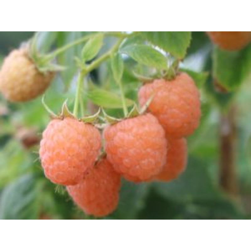 Малина ремонтантная Дабл голд желтая v2 15-25 Tim 