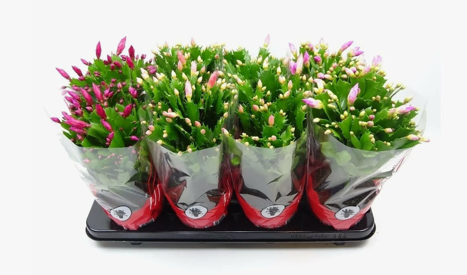 Шлюмбергера Парпл d9 h18 