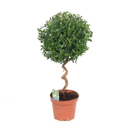 Мирт Спираль d12 h40 