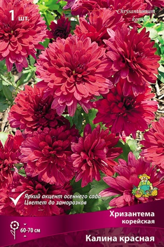 Корневище Хризантема корейская Калина красная I 1шт Поиск 