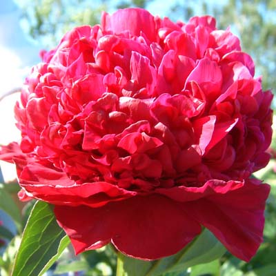 Кореневище Пион молочноцветковый Инспектор Лаверн 1шт Поиск 