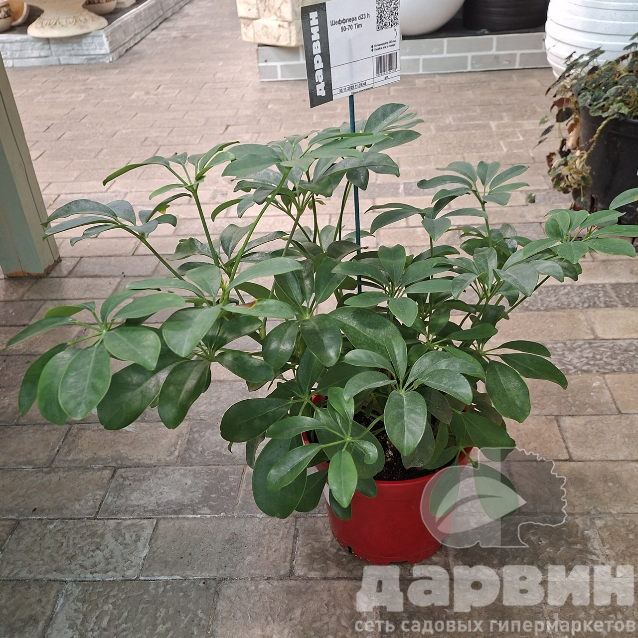 Шеффлера d23 h 50-70 Tim 