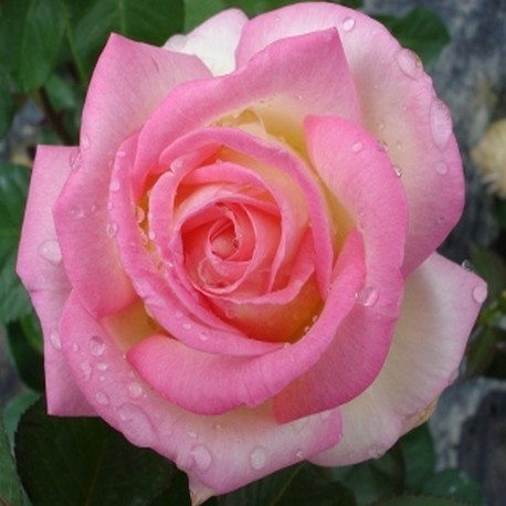 Роза чайно-гибридная ПРИНЦЕС ДЕ МОНАКО v7 Fr 