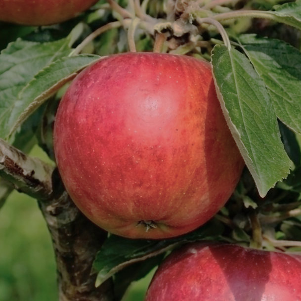 Яблоня колоновидная Элита v7 60-80 Tim