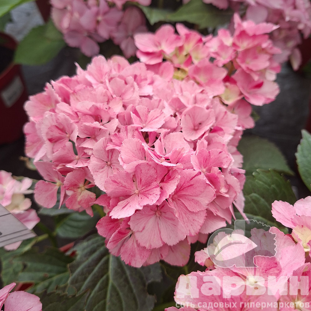 Гортензия крупнолистная Конфети Пантер v5 Tim 