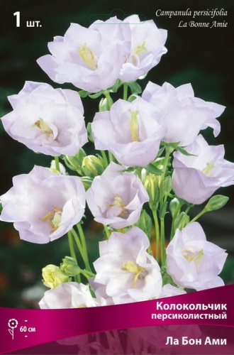 Корневище Колокольчик персиколистный Ла Бон Ами1 шт Поиск 