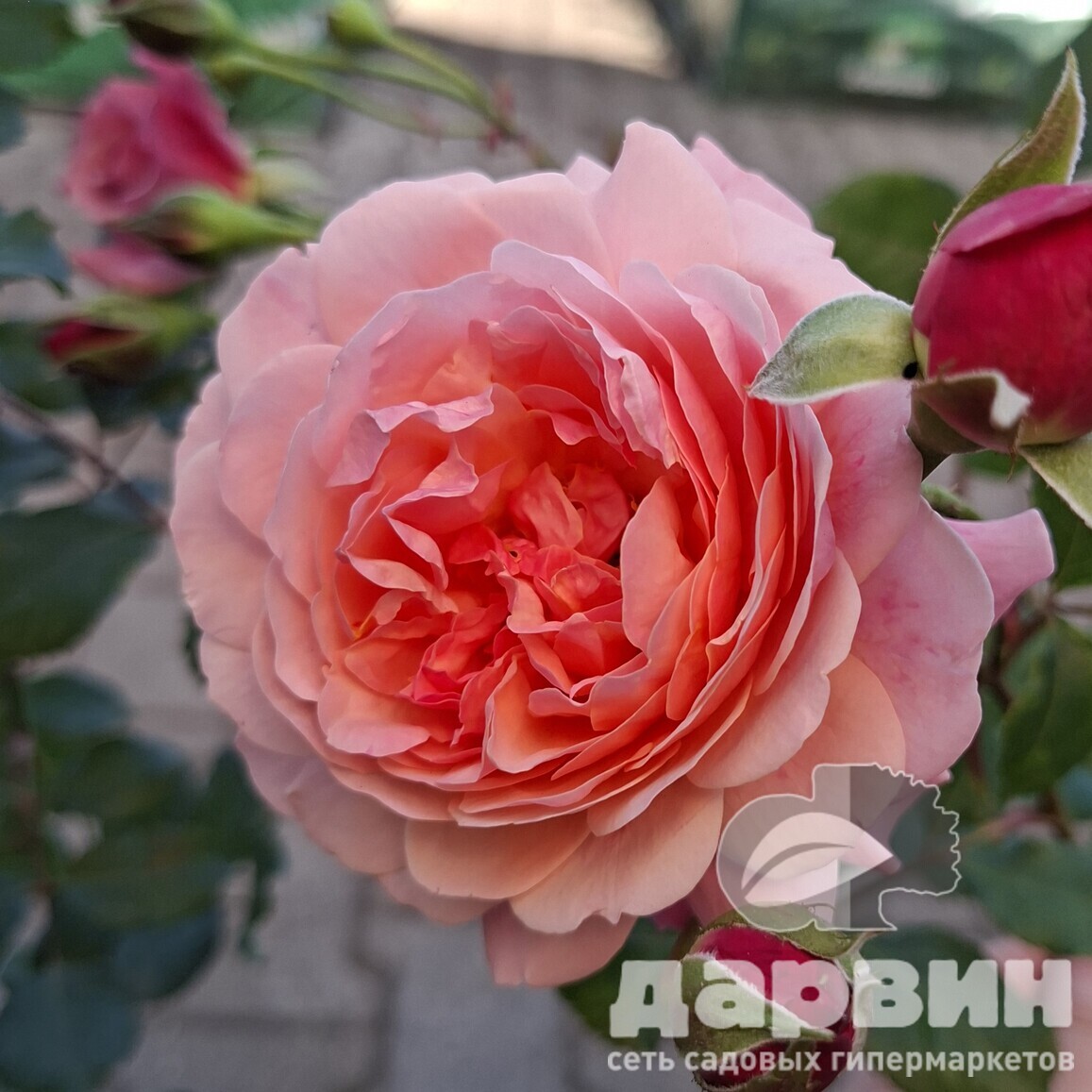 Роза флорибунда Баронесса v5 Lav 