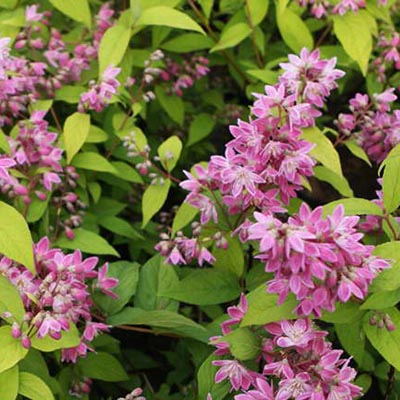 Дейция гибридная Строберри Филдс  с3  GV 