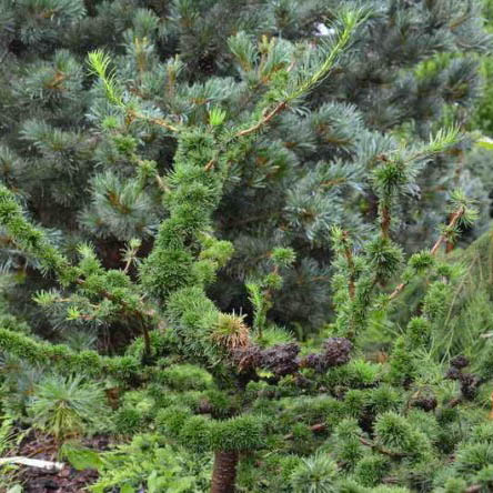 Лиственница европейская Крейчи 90 см штамб С7,5, Mt 