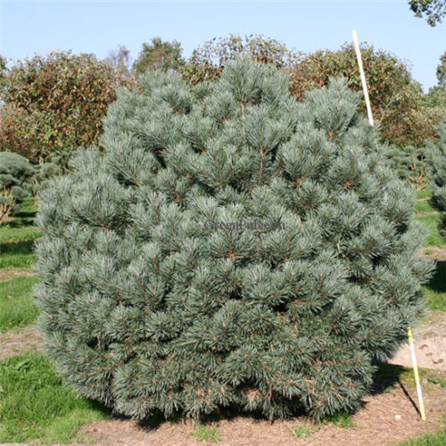 Растение сосна обыкновенная Ватерери 40-50см 